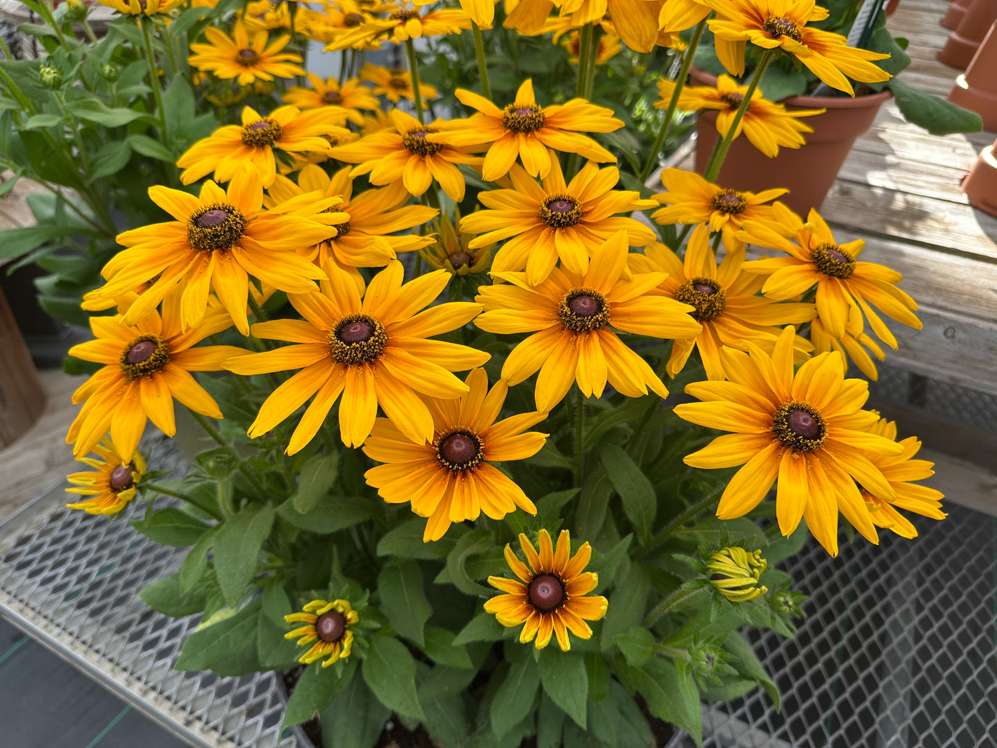 RUDBECKIA SUNBECKIA CAROLINA - 8" POT