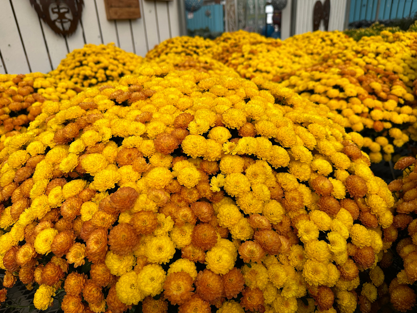 GARDEN MUMS COMBO AUTUMN LEAVES - 10" Pot