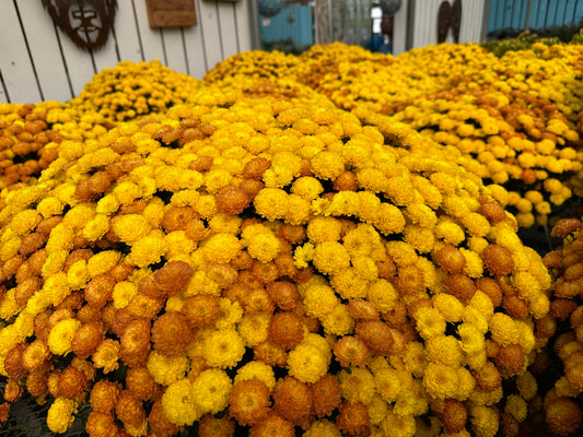 GARDEN MUMS COMBO AUTUMN LEAVES - 10" Pot
