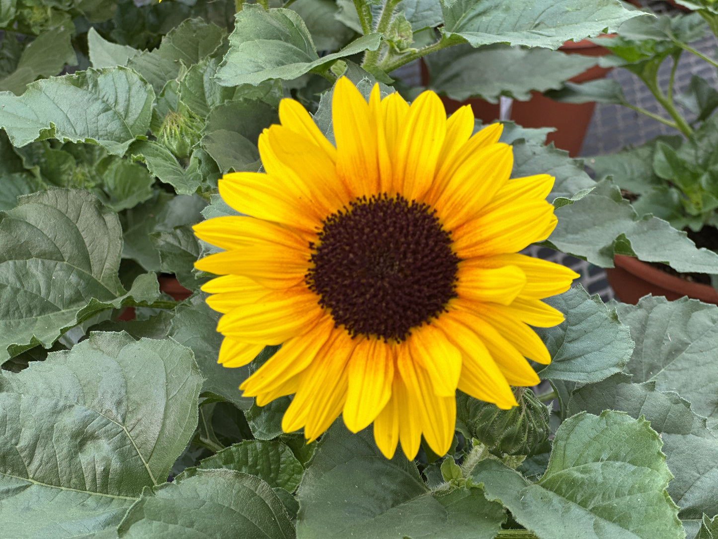 HELIANTHUS SOL SEEKER HONEY - 10" POT