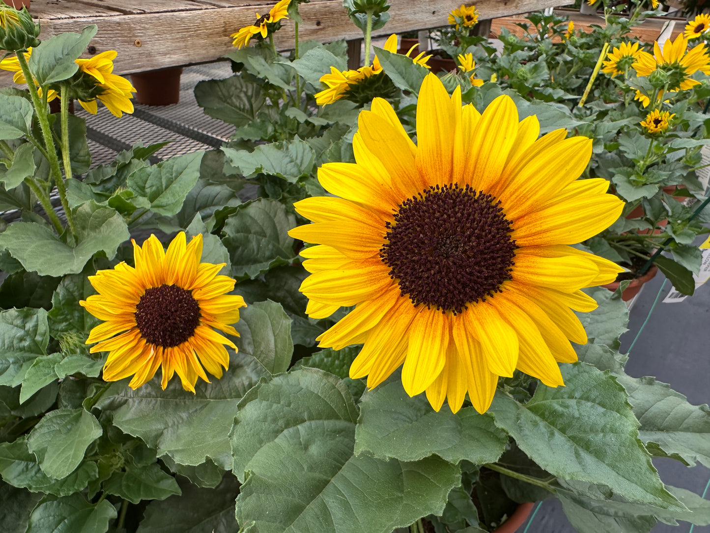 HELIANTHUS SOL SEEKER HONEY - 10" POT