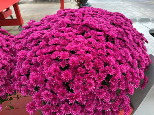 GARDEN MUMS WANDA PURPLE - 10" Pot