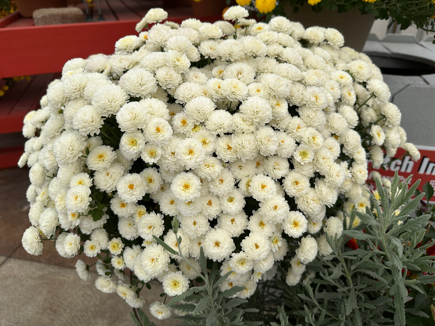 GARDEN MUMS GIGI SNOW - 6.5" Pot