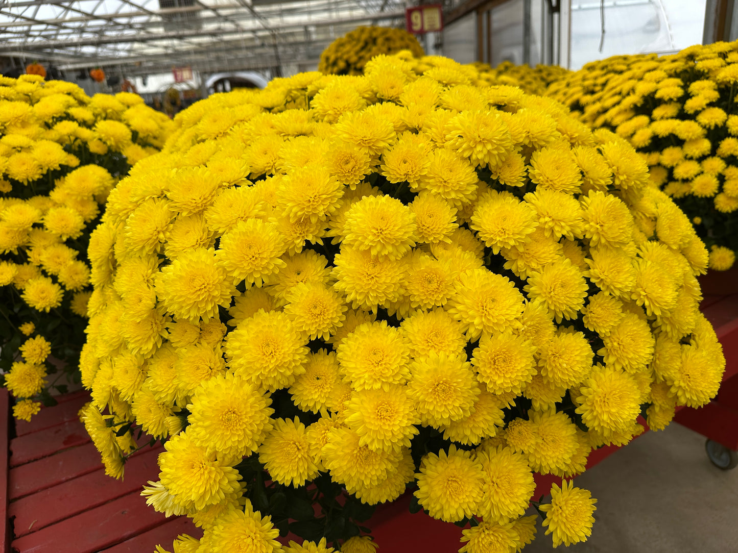 GARDEN MUMS AMIKO YELLOW - 10" Pot