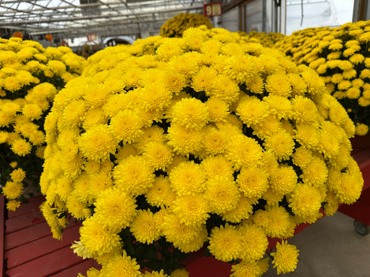 GARDEN MUMS AMIKO YELLOW - 10" Pot