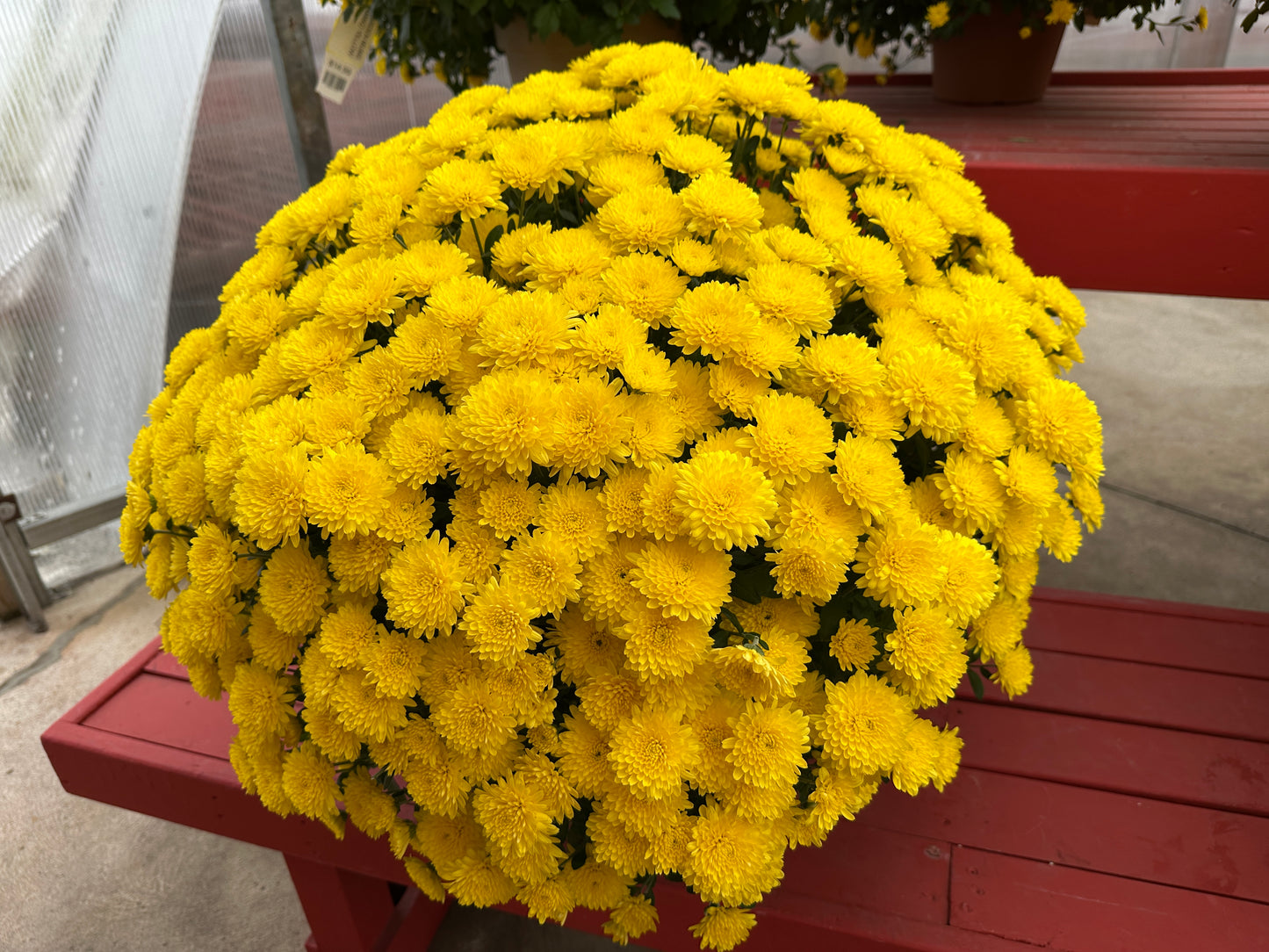 GARDEN MUMS AMIKO YELLOW - 10" Pot