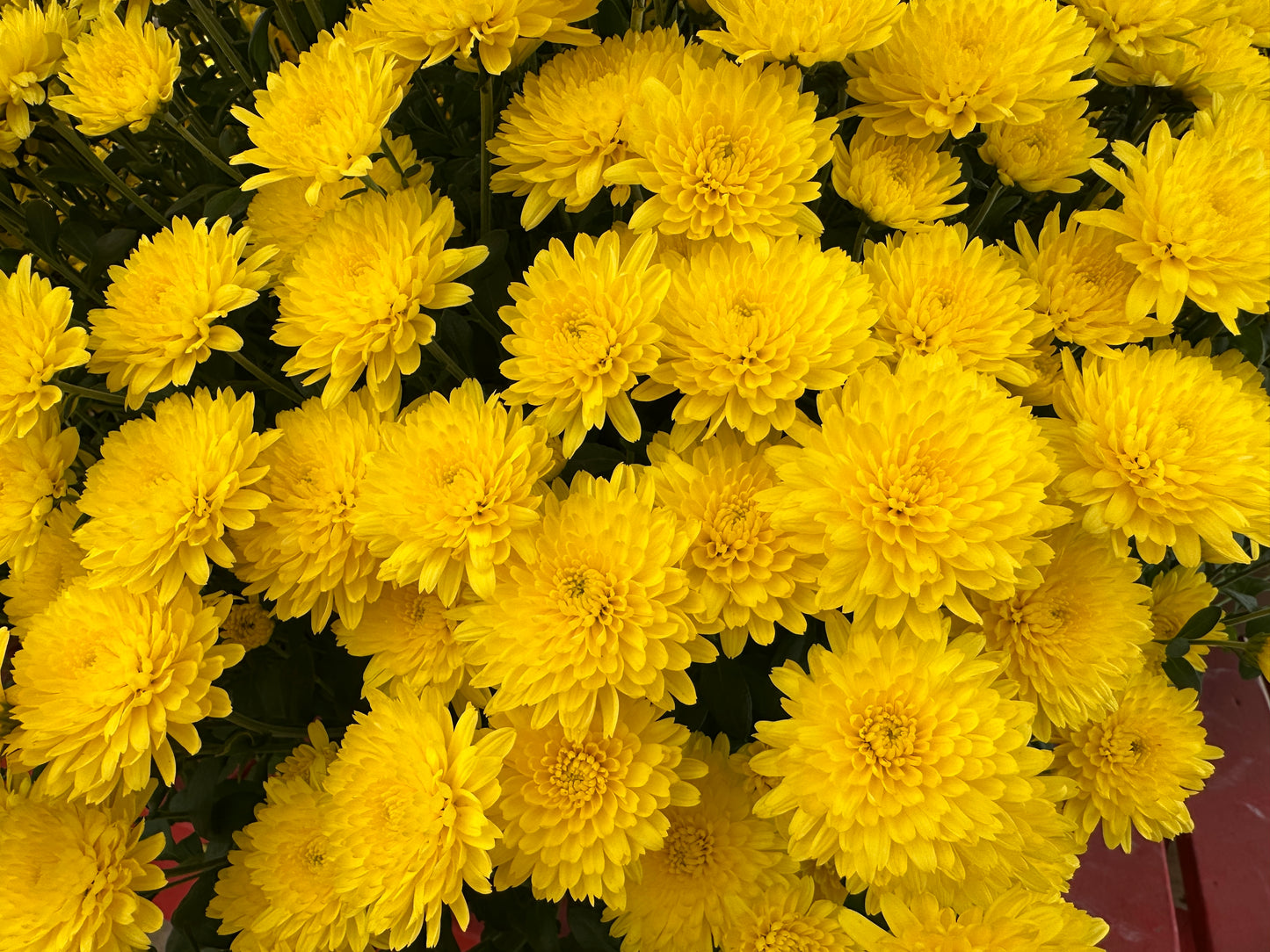 GARDEN MUMS AMIKO YELLOW - 10" Pot