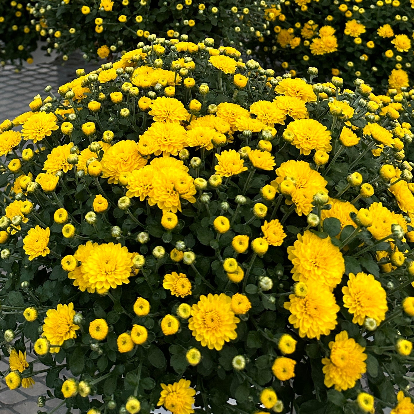 GARDEN MUMS GIGI YELLOW