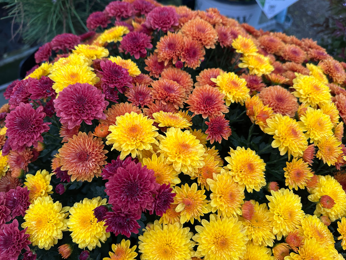 GARDEN MUMS COMBO JACK O'LANTERN - 12" Pot