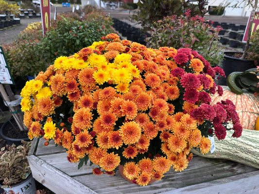 GARDEN MUMS COMBO JACK O'LANTERN - 10" Pot