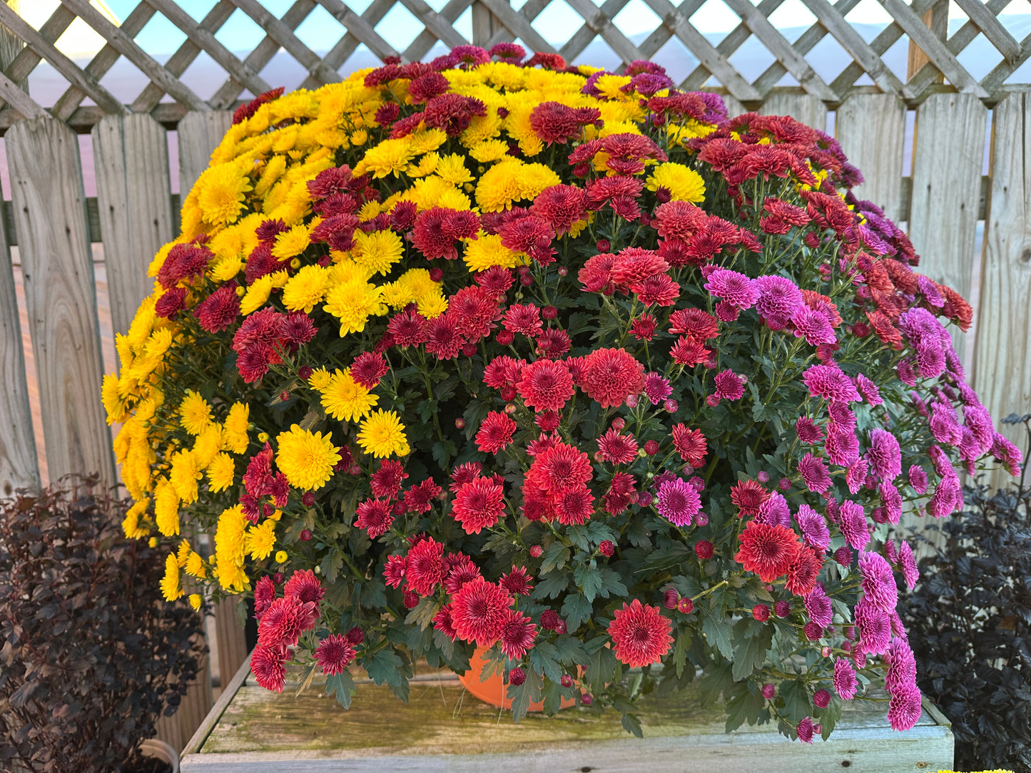 GARDEN MUMS COMBO TRICK OR TREAT - 12" Pot