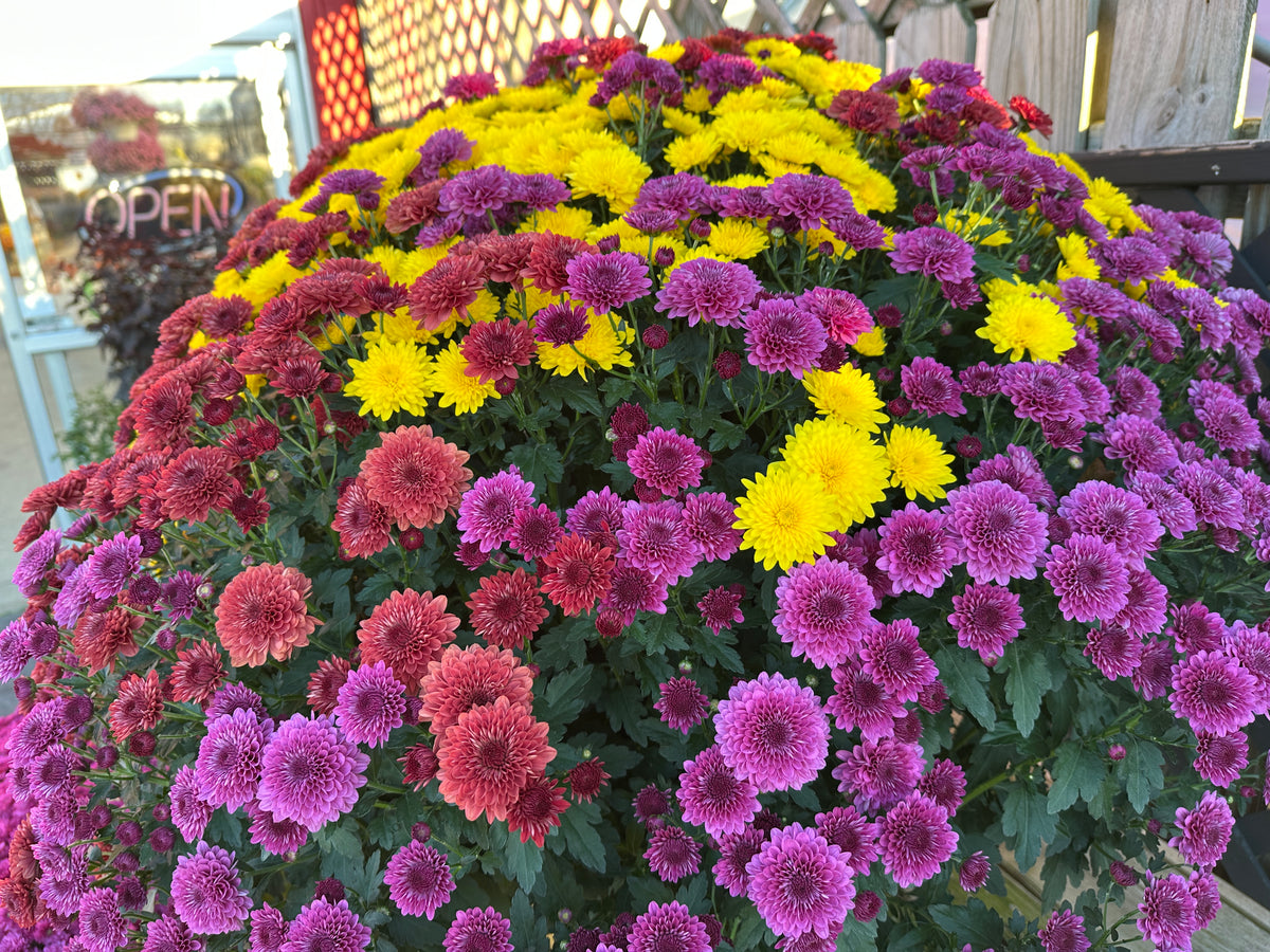 GARDEN MUMS COMBO TRICK OR TREAT - 10" Pot