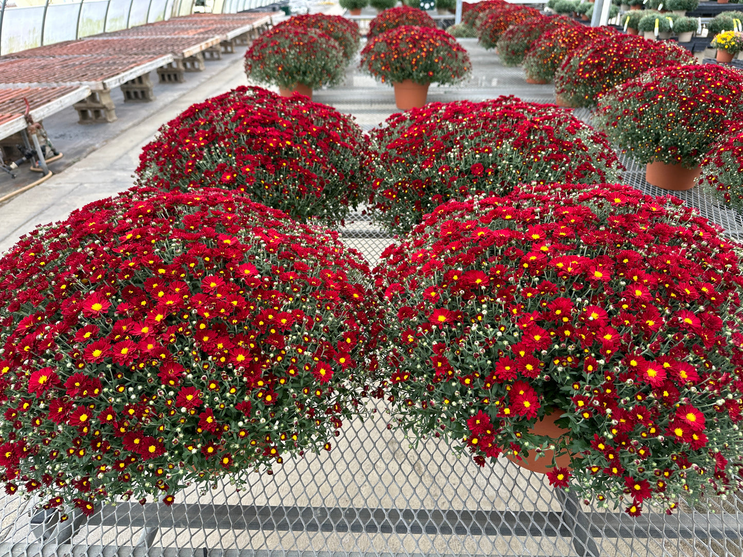 GARDEN MUMS BONNIE RED