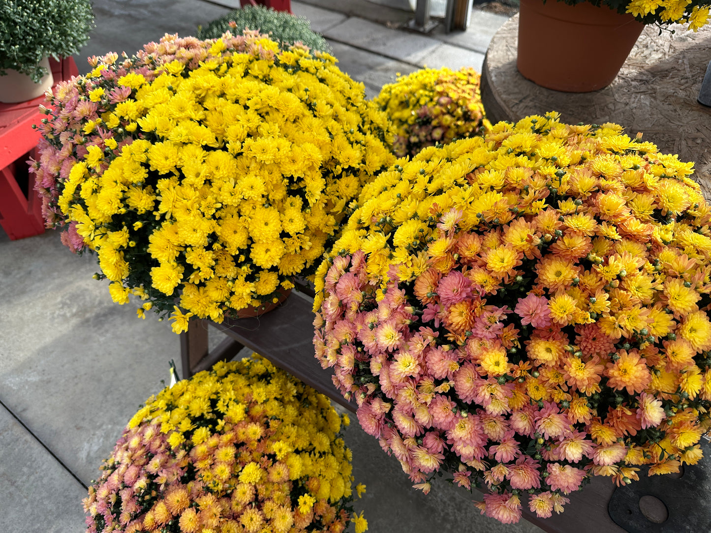 GARDEN MUMS COMBO INDIAN SUMMER - 12" Pot