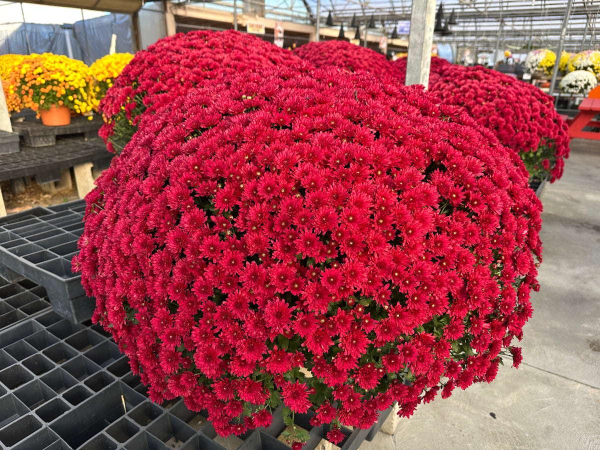GARDEN MUMS WANDA RED - 12" POT