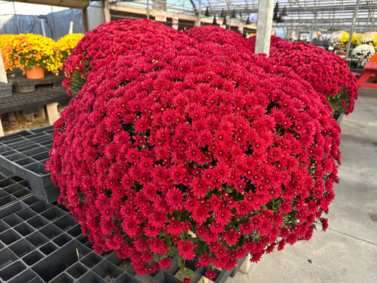 GARDEN MUMS WANDA RED - 10" POT
