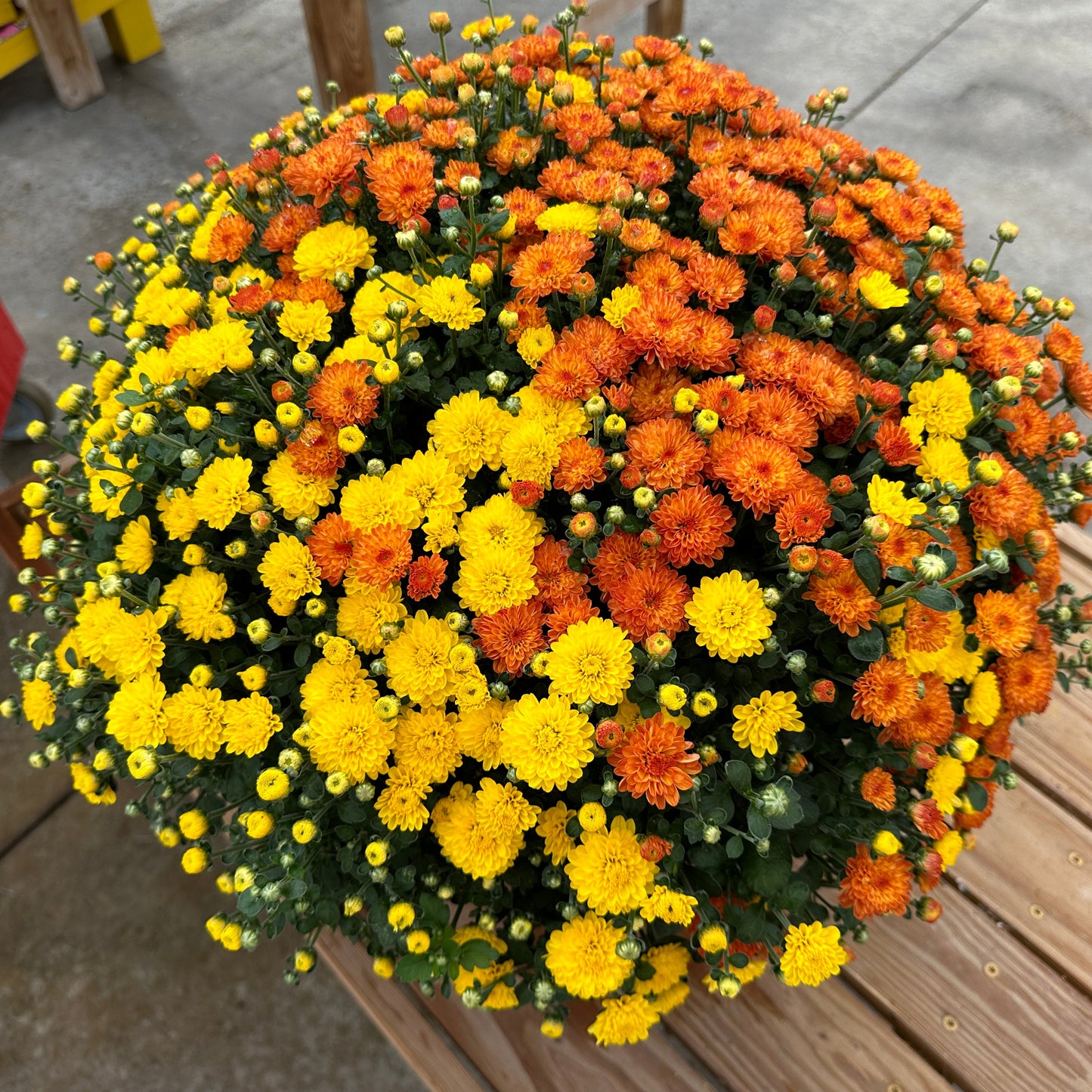 GARDEN MUMS COMBO AUTUMN LEAVES - 10" Pot