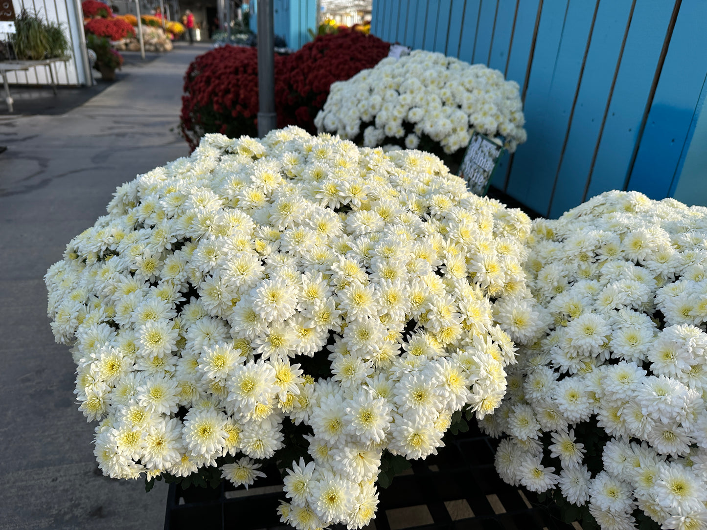 GARDEN MUMS WILMA WHITE - 10" POT