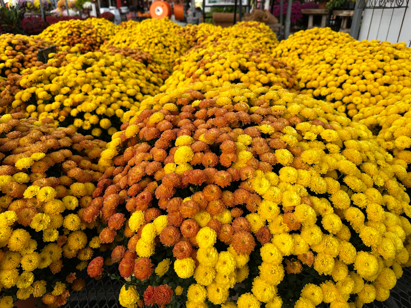 GARDEN MUMS COMBO AUTUMN LEAVES - 10" Pot