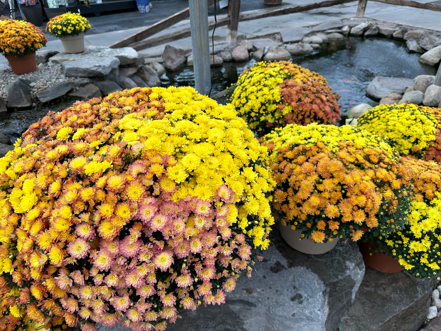 GARDEN MUMS COMBO INDIAN SUMMER - 12" Pot