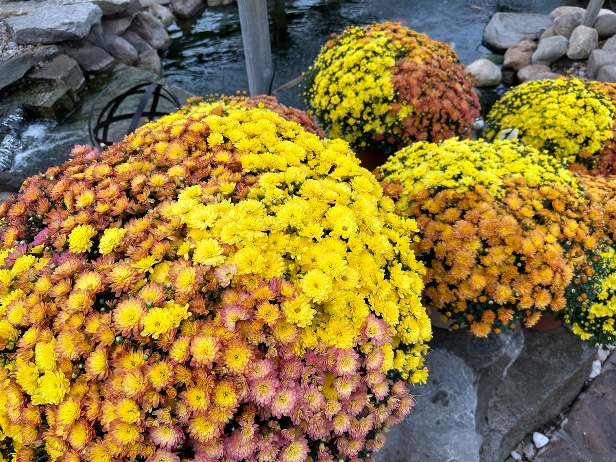 GARDEN MUMS COMBO INDIAN SUMMER - 12" Pot