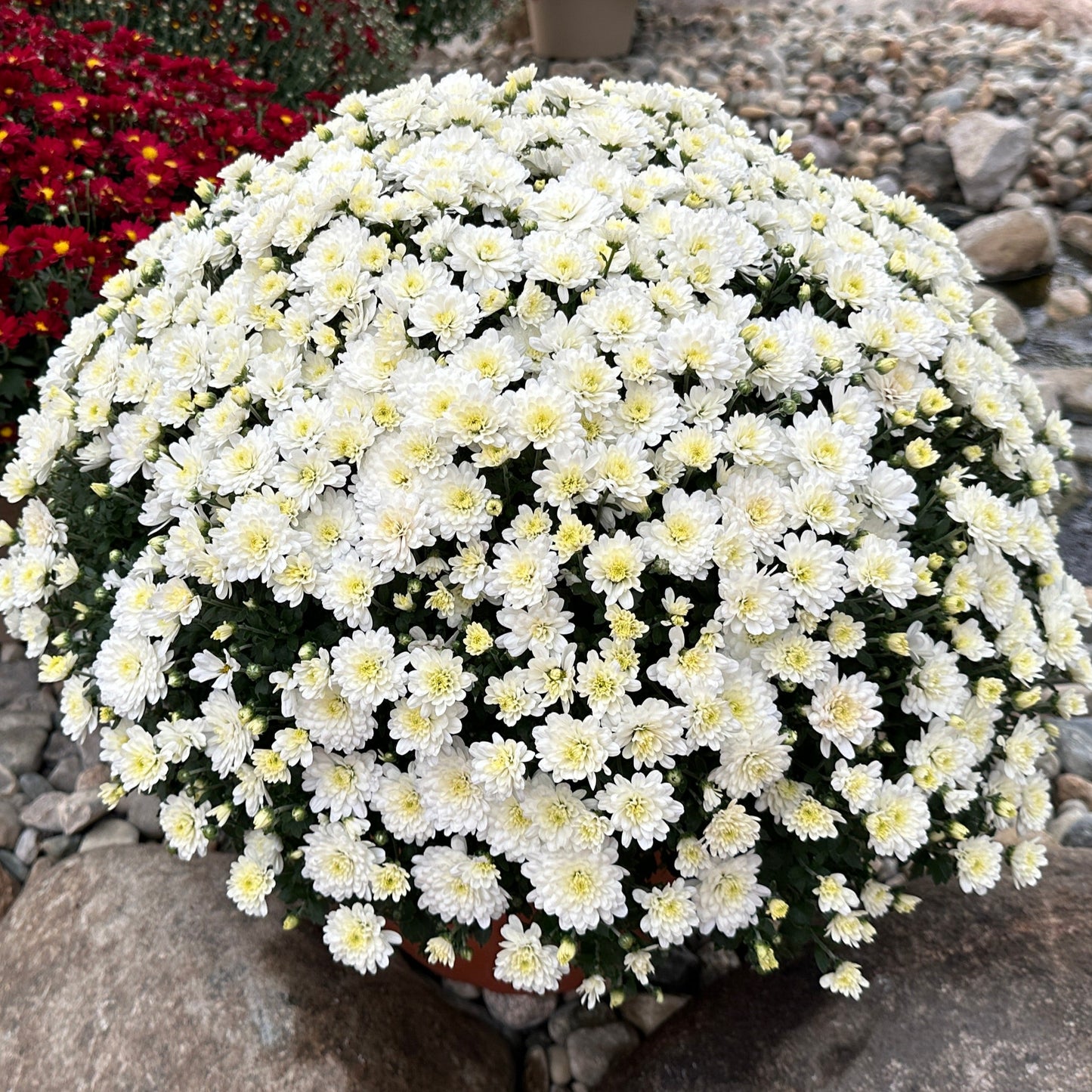 GARDEN MUMS JACQUELINE PEARL - 10" POT