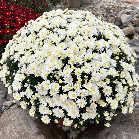GARDEN MUMS JACQUELINE PEARL - 10" POT