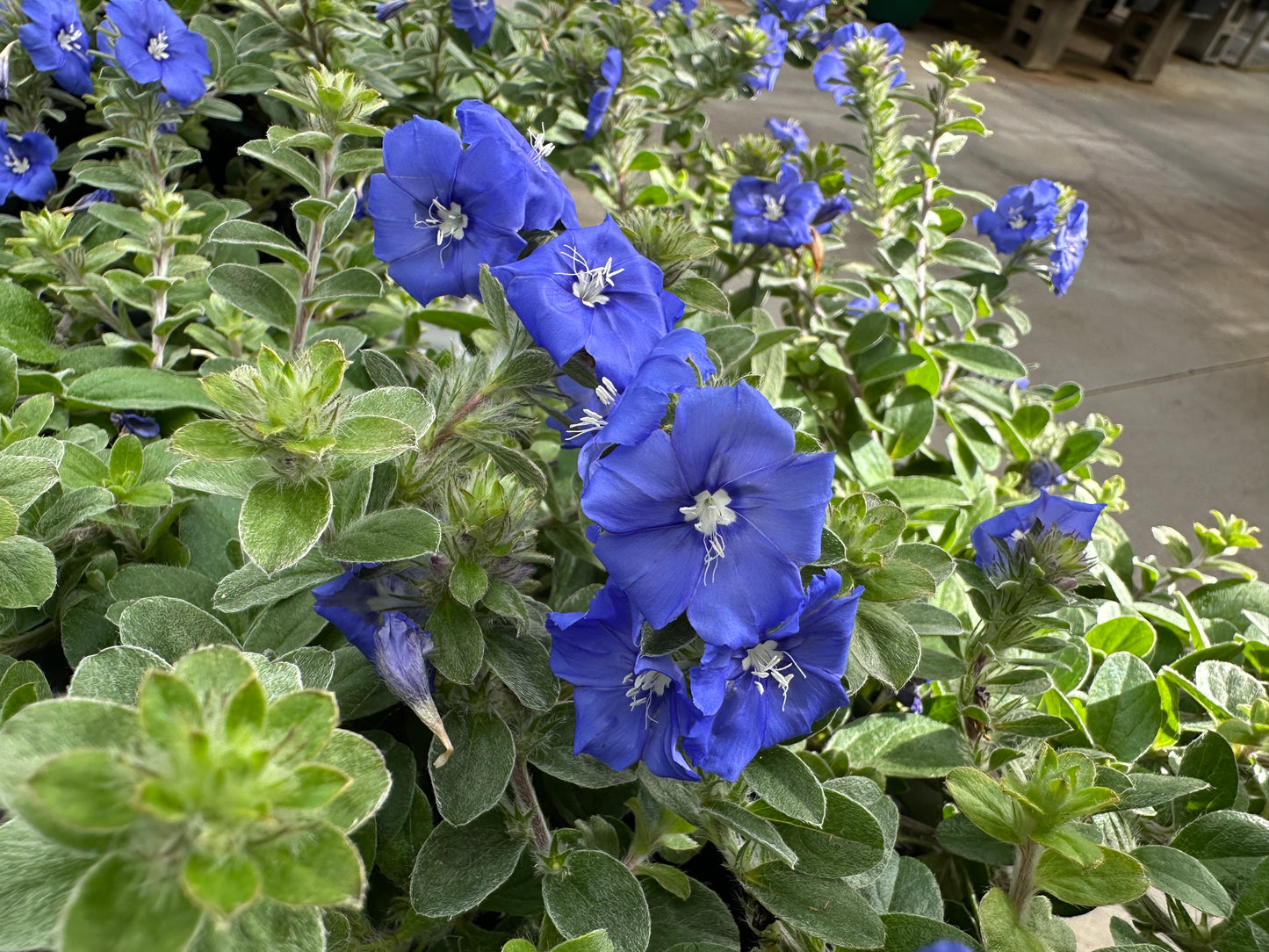 EVOLVULUS BLUE MY MIND - QUART POT
