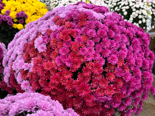GARDEN MUMS COMBO WILD BERRY - 10" Pot