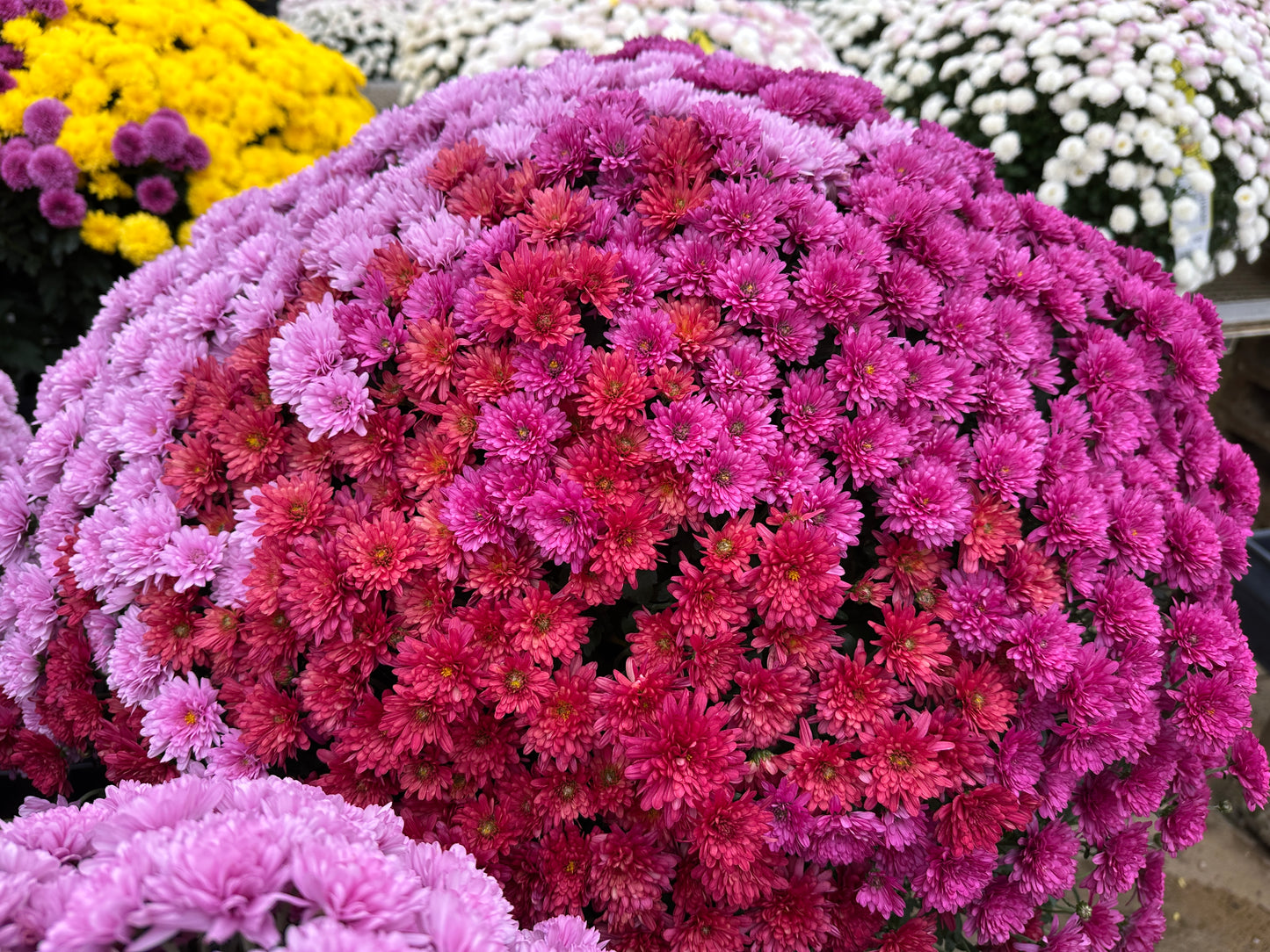 GARDEN MUMS COMBO WILD BERRY - 10" Pot
