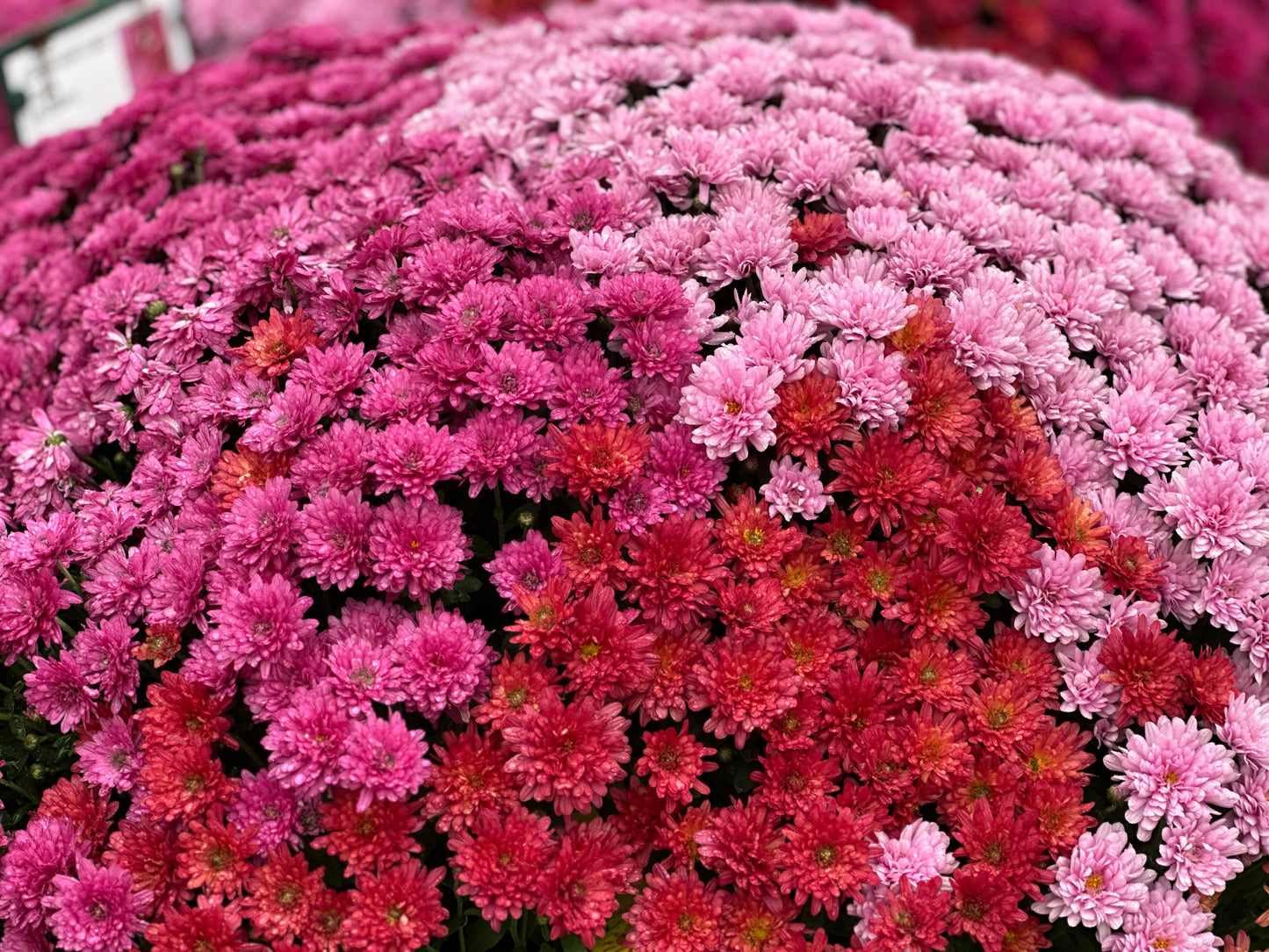 GARDEN MUMS COMBO WILD BERRY - 10" Pot