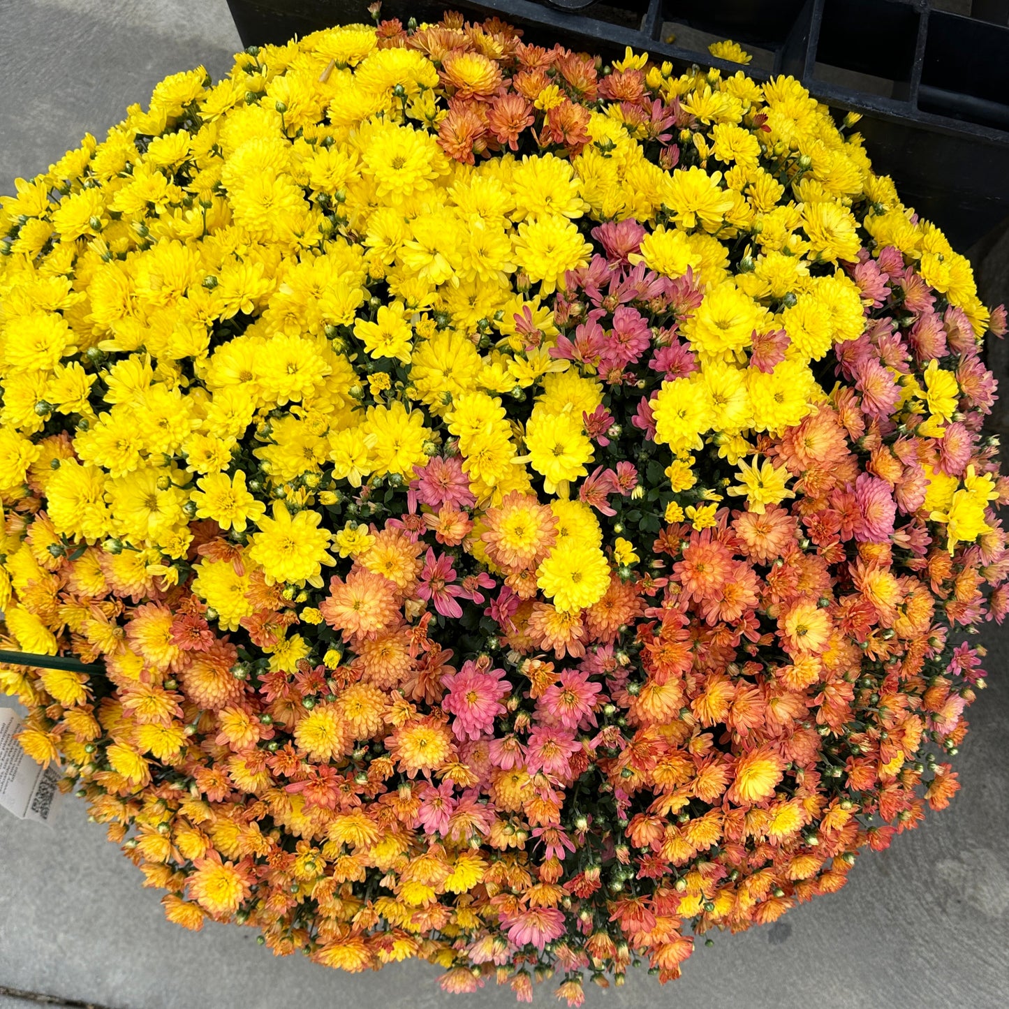 GARDEN MUMS COMBO INDIAN SUMMER - 12" Pot