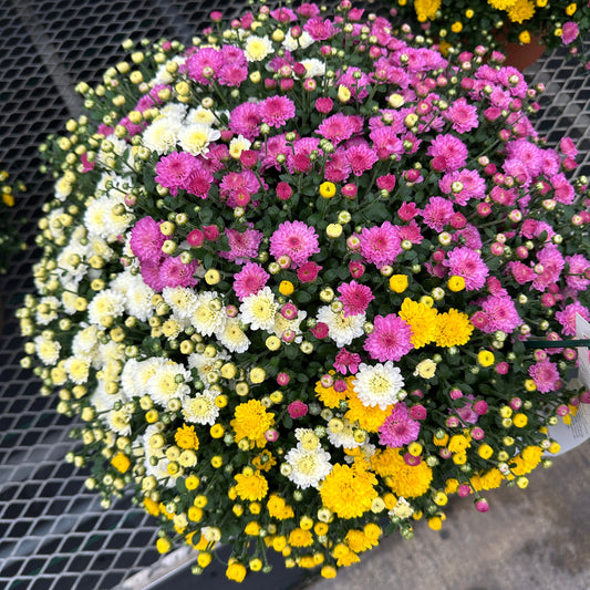 GARDEN MUMS COMBO HOBGOBLIN