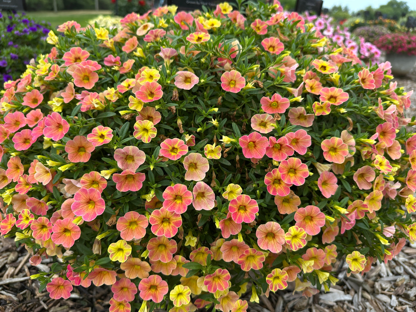 CALIBRACHOA CHA CHA DIVA APRICOT - 4'' POT