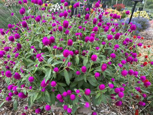 GOMPHRENA PING PONG PURPLE - JUMBO 6 PACK