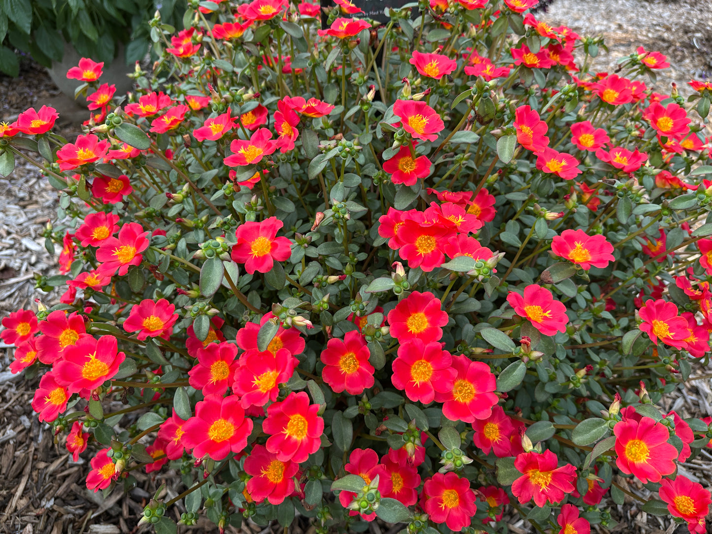 PORTULACA MEGA PAZZAZ RED - 4'' POT