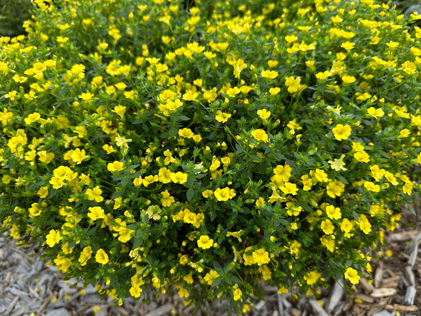 MECARDONIA LITTLE SUNSHINE - 4'' POT