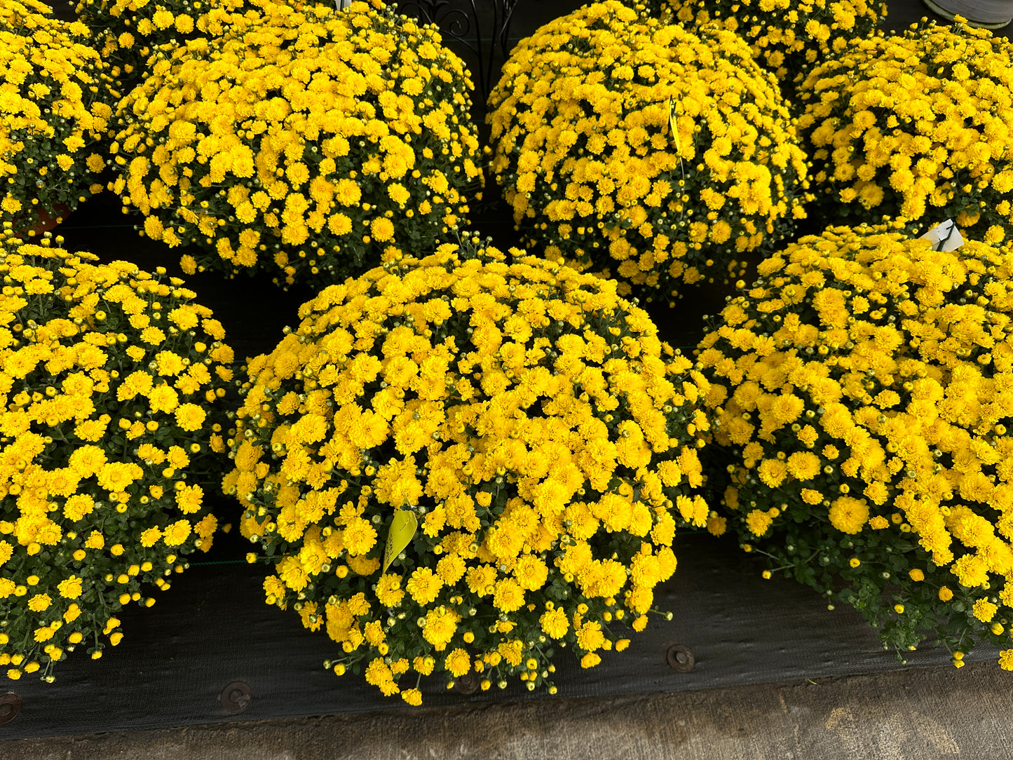 GARDEN MUMS GIGI YELLOW