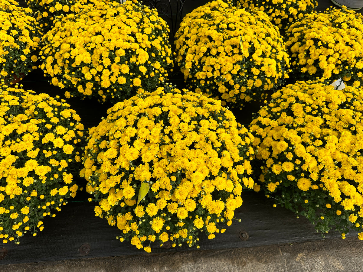 GARDEN MUMS GIGI YELLOW - 6.5" Pot