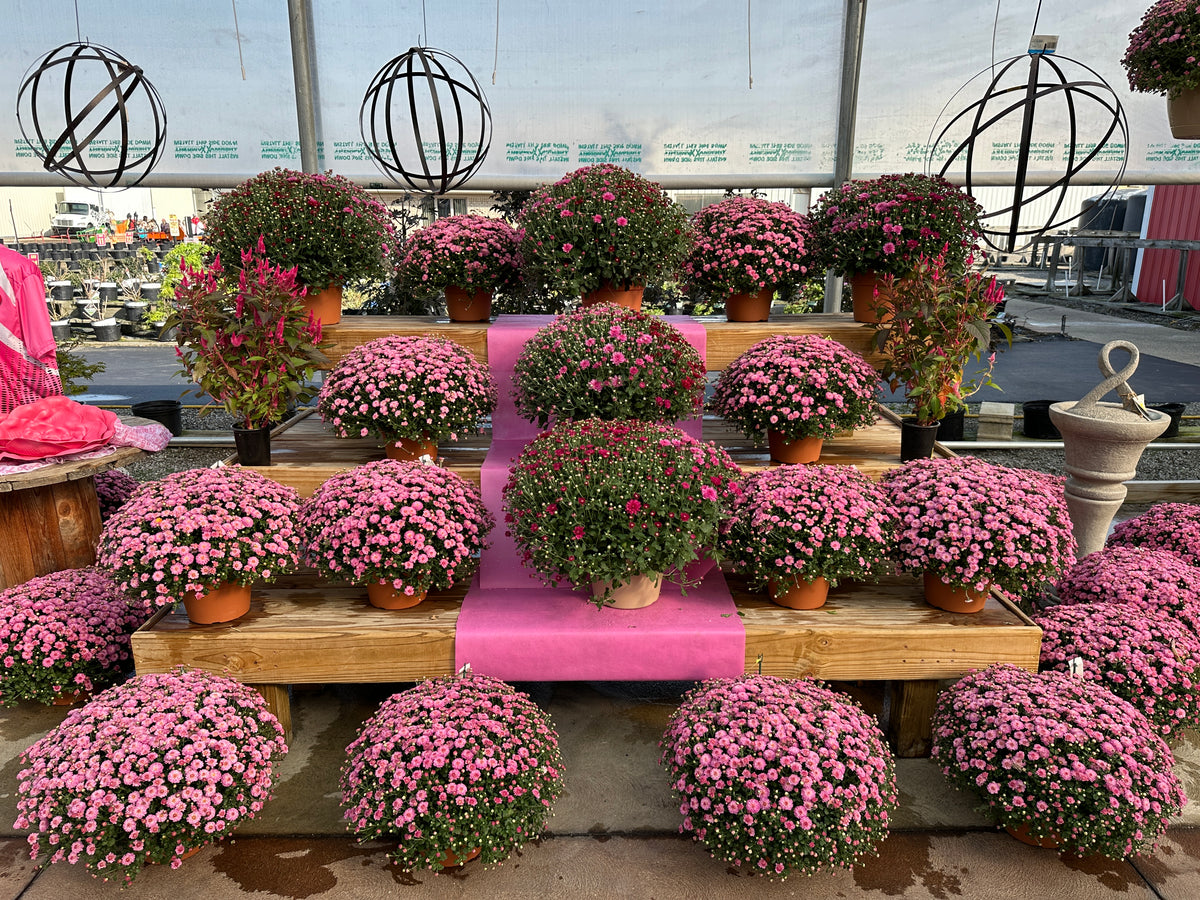 GARDEN MUMS GIGI DARK PINK - 6.5" Pot