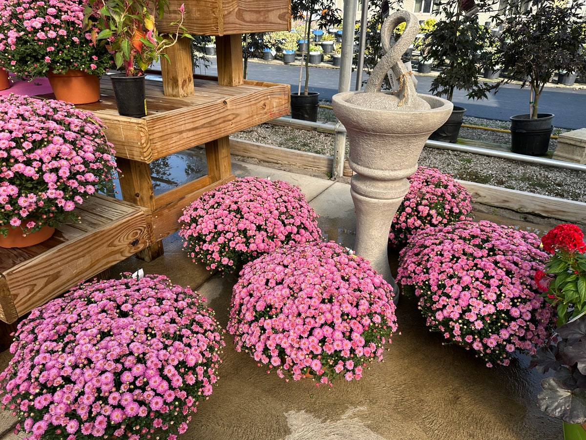 GARDEN MUMS GIGI DARK PINK - 8" Pot