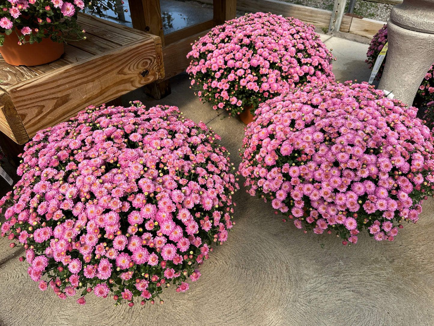 GARDEN MUMS GIGI DARK PINK - 8" Pot