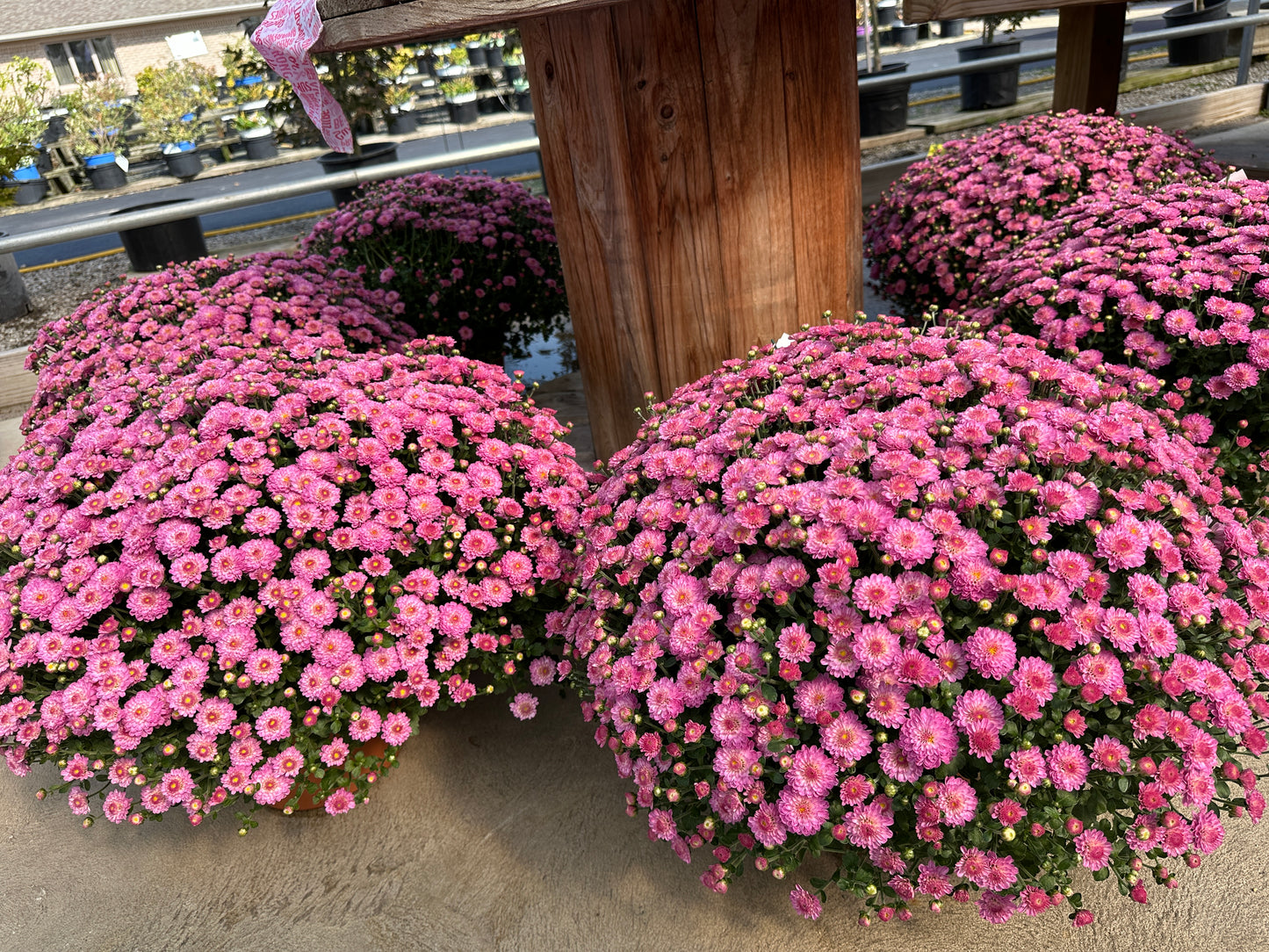 GARDEN MUMS GIGI DARK PINK - 10" HANGING BASKET