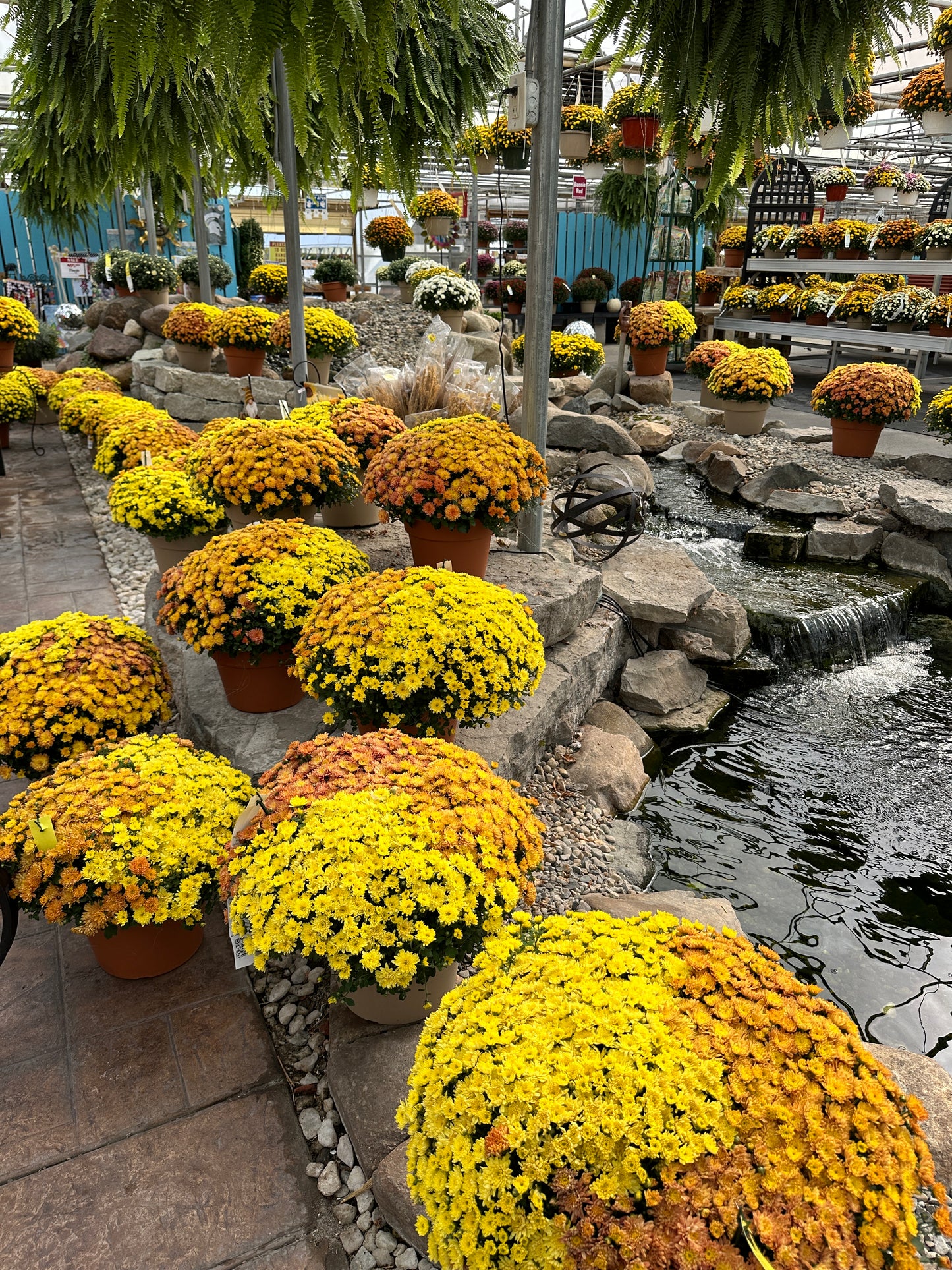 GARDEN MUMS COMBO CARMEL APPLE