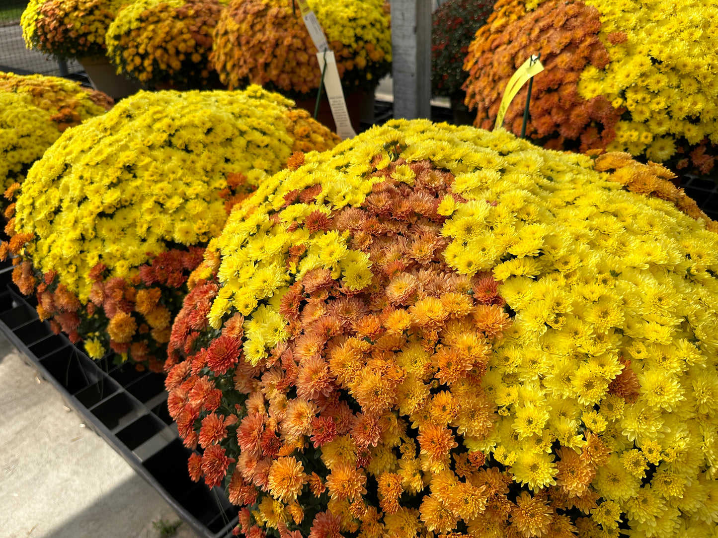 GARDEN MUMS COMBO CARMEL APPLE