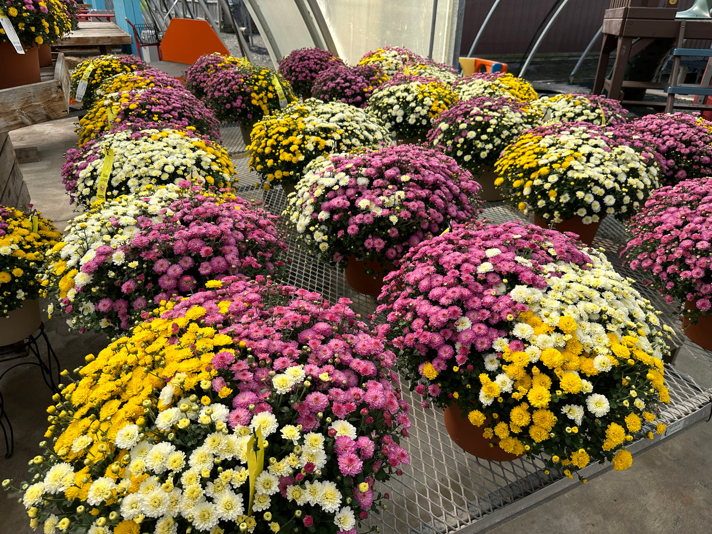 GARDEN MUMS COMBO HOBGOBLIN - 12" HANGING BASKET