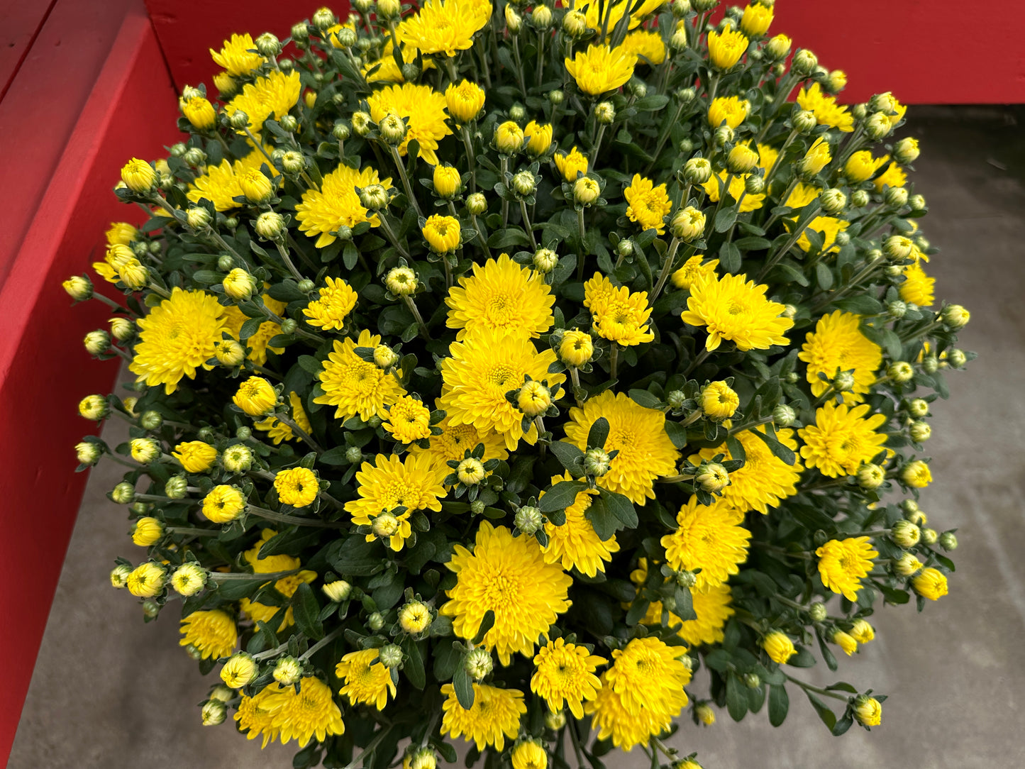 GARDEN MUMS AMIKO YELLOW