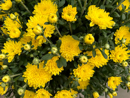 GARDEN MUMS AMIKO YELLOW