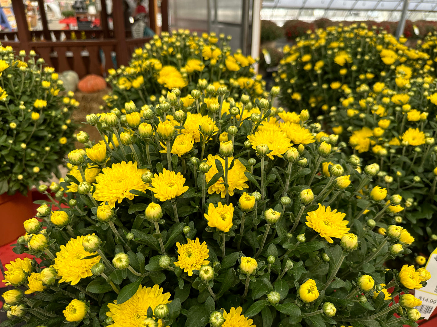GARDEN MUMS AMIKO YELLOW
