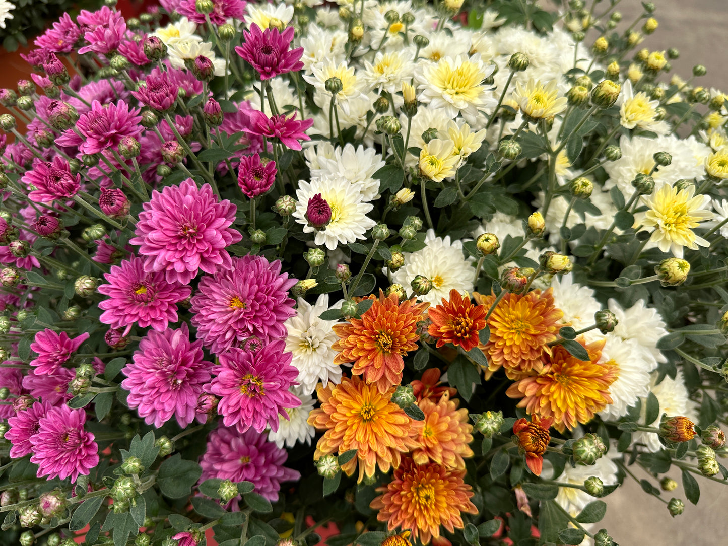 GARDEN MUMS COMBO MOONDANCE - 12" Pot